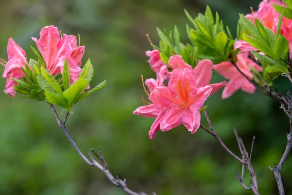 Csodálatos Rózsaszín Rododendronok Wow Japán Kertben Moszkvában — Stock Fotó