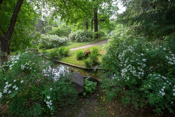 Φανταστική Φύση Ιαπωνικό Κήπο Στη Μόσχα Λευκό Ανθίζον Ρυάκι Ομορφιά — Φωτογραφία Αρχείου
