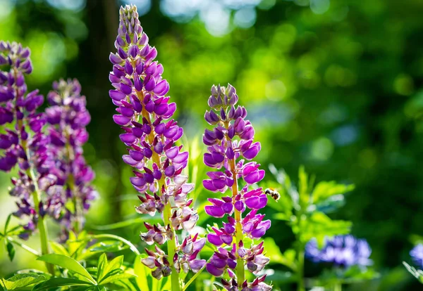 Blumenschmuck Von Krasnogorsk Moskauer Gebiet Unerkannte Personen Nicht Schärfe Vielleicht — Stockfoto