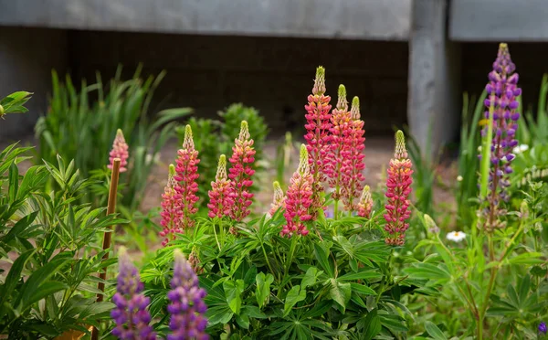 Tuin Buurt Van Een Woongebouw Met Meerdere Verdiepingen Krasnogorsk Mensen — Stockfoto