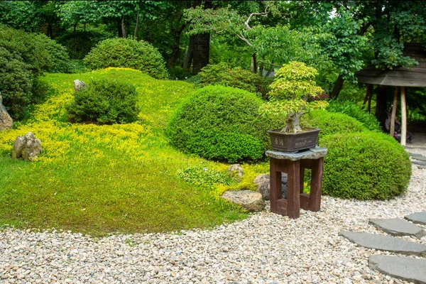 Niesamowita Przyroda Japońskim Ogrodzie Botanicak Pradze Wspaniałe Lato Republice Czeskiej — Zdjęcie stockowe
