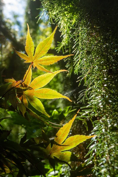 Amazing Leaves Japanese Maple Prague Beauty Nature Midsummer — Stock Photo, Image