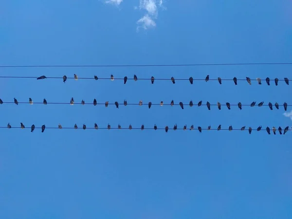 Eine Reihe Von Vögeln Auf Einem Draht — Stockfoto