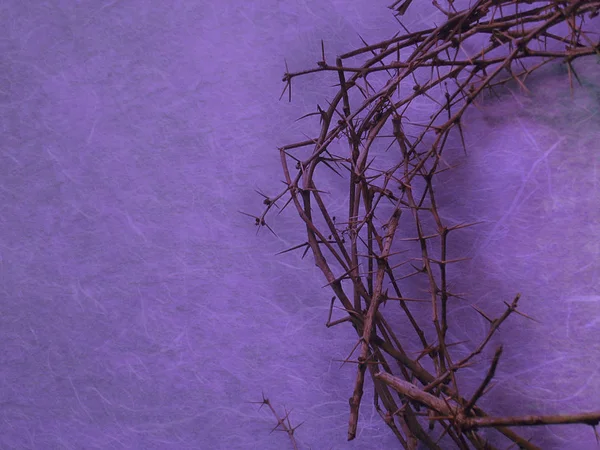 Half Crown Thorns Purple Background Negative Space Left Side — Stock Photo, Image