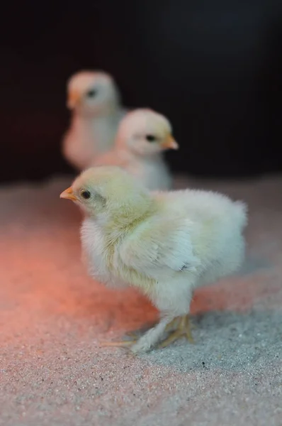 Группа Трех Новорожденных Цыплят Песке Инфракрасной Лампой — стоковое фото