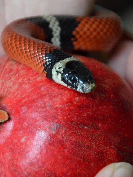 禁断の果実とカーリングの蛇を持っている手 — ストック写真
