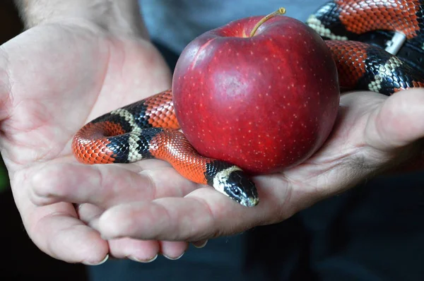 Hand Holding Forbidden Fruit Curling Snake — Stock Photo, Image