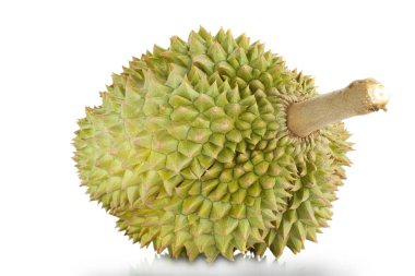 Beyaz arka planda Duria 