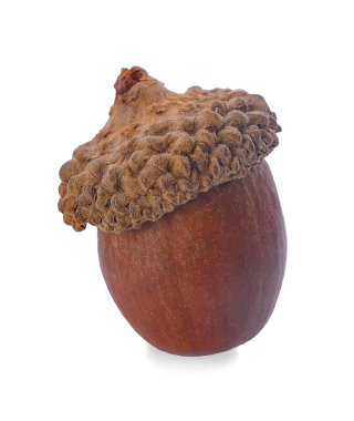 Olgun meşe palamutları beyaz bir arkaplanda izole edilmiş