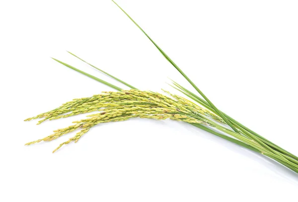 Fresh rice plant isolated on white background. — Stock Photo, Image