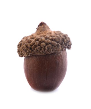 Olgun meşe palamutları beyaz bir arkaplanda izole edilmiş