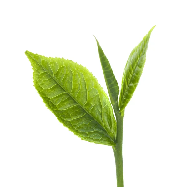 Ramita con hojas verdes aisladas en blanco — Foto de Stock