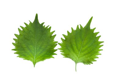 Beyaz arka plan üzerinde shiso yaprak