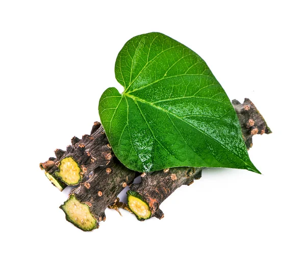 Tinospora cordifolia urt isoleret på hvid baggrund - Stock-foto