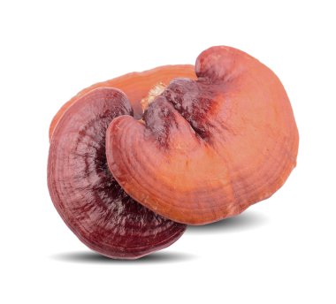 Lingzhi Mantar Ganoderma Lucidum beyaz arka planda izole edildi