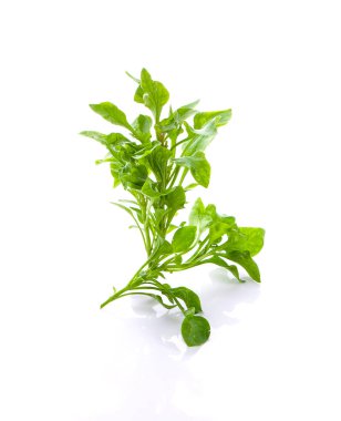 Beyaz arkaplanda su teresi yaprağı izole