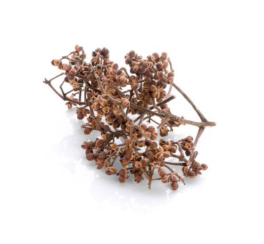 Beyaz arka planda Zanthozylum limonella Alston