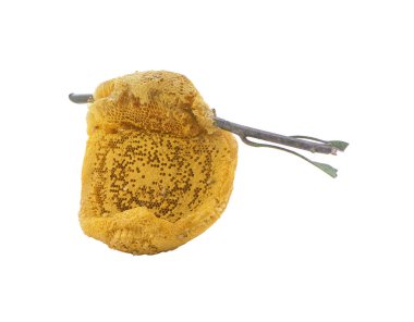 Bal peteği parçası. Beyaz arkaplanda izole edilmiş bal dilimi