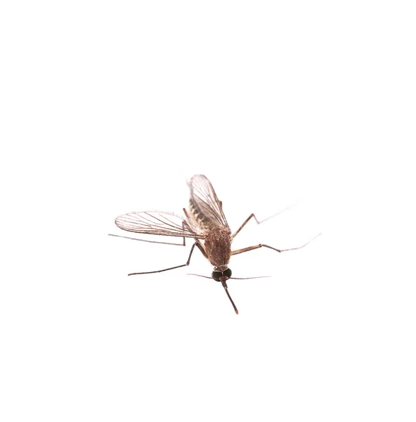 Moustique isolé sur fond blanc — Photo