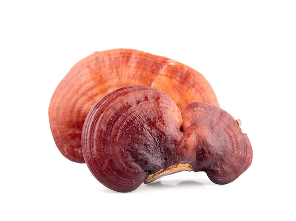 Lingzhi Mushroom Ganoderma Lucidum，白色背景分离 — 图库照片