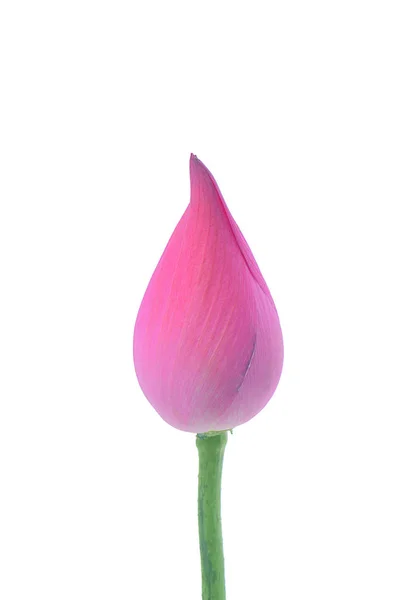 Flor de loto aislada sobre fondo blanco —  Fotos de Stock