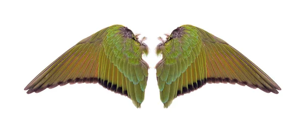 Ангельські крила ізольовані на білому фоні — стокове фото