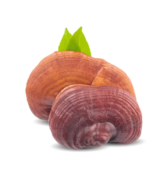 Lingzhi Mantar Ganoderma Lucidum beyaz arka planda izole edildi