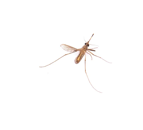 Moustique isolé sur fond blanc — Photo