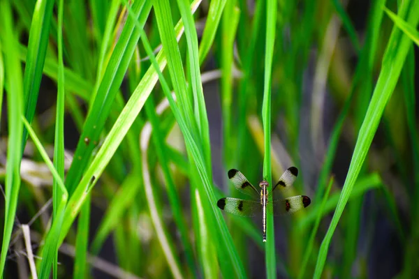 Dragonfly on the green grass — Stock Photo, Image
