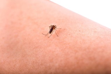 Beyaz arkaplanda sivrisinek izole edilmiş