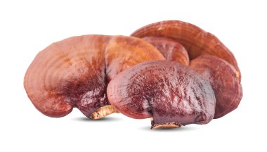 Lingzhi Mantar Ganoderma Lucidum beyaz arka planda izole edildi