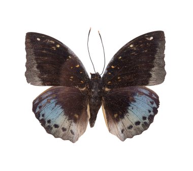 Kelebek beyaz arkaplanda izole edilmiş.