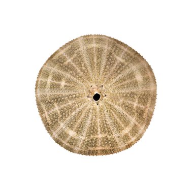 Beyaz bir arka plan üzerinde izole deniz kabuğu. Kırpma yolu 