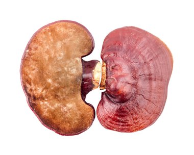 Lingzhi Mantar Ganoderma Lucidum beyaz arka planda izole edildi