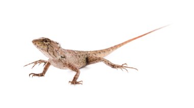 bukalemun beyaz arkaplanda izole edildi