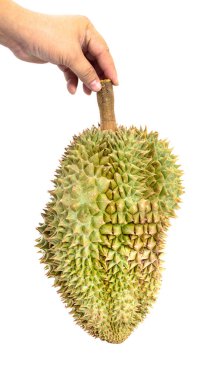 Durian beyaz arkaplanda izole edildi 