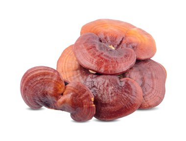 Lingzhi Mantar Ganoderma Lucidum beyaz arka planda izole edildi