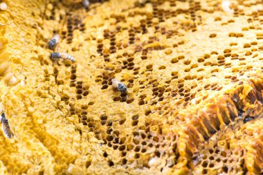 Arka planda doğal sarı bal peteği