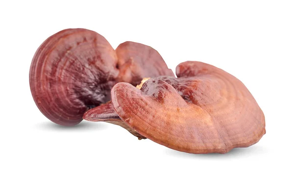 Lingzhi Mantar Ganoderma Lucidum beyaz arka planda izole edildi