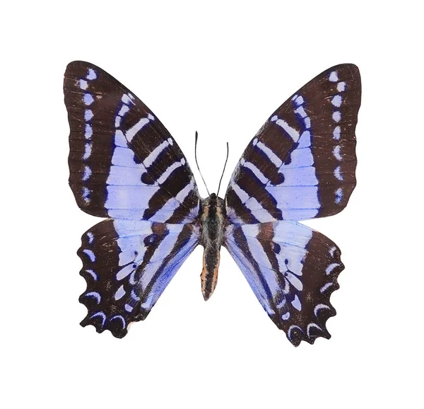 Papillon Isolé Sur Fond Blanc — Photo