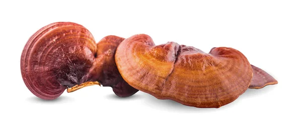 Lingzhi Mantar Ganoderma Lucidum beyaz arka planda izole edildi