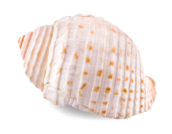 Морская Раковина Изолирована Белом Фоне Обрезание Пути — стоковое фото