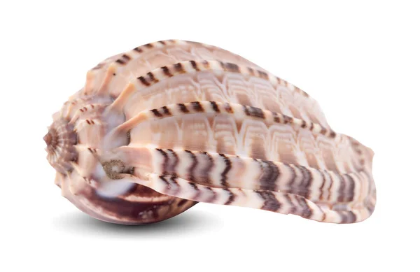 孤立在白色背景上的海贝壳 剪切路径 — 图库照片