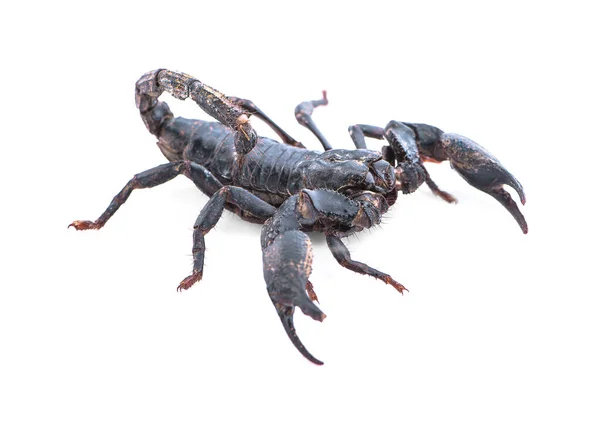 白色孤立背景下的黑蝎子 — 图库照片