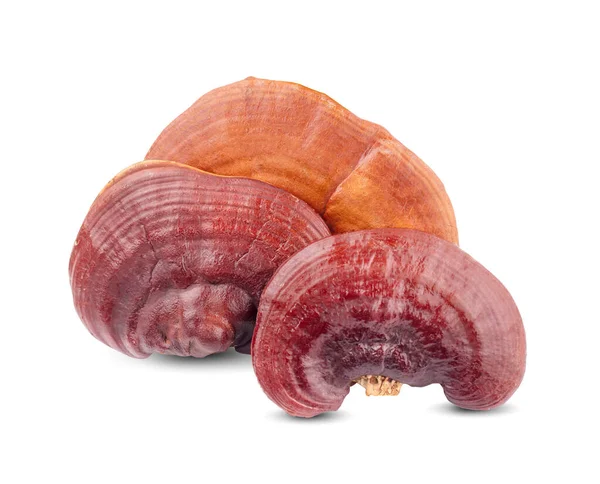Lingzhi Mantar Ganoderma Lucidum beyaz arka planda izole edildi