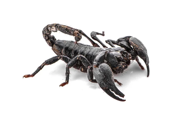 Escorpión Negro Sobre Fondo Blanco Aislado — Foto de Stock