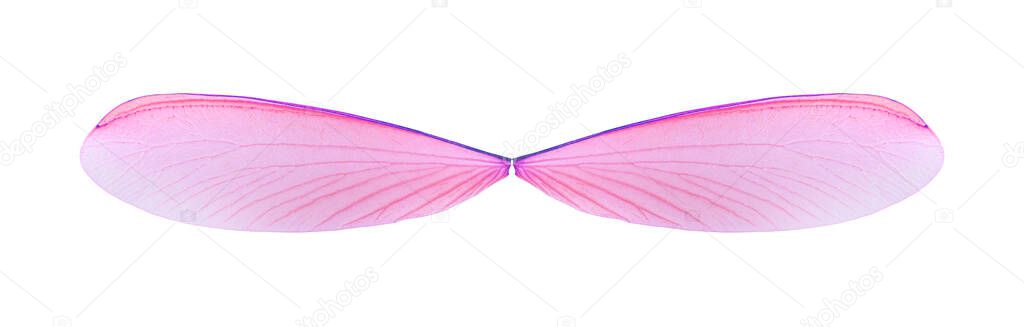 Pink angel wings isolated on white background