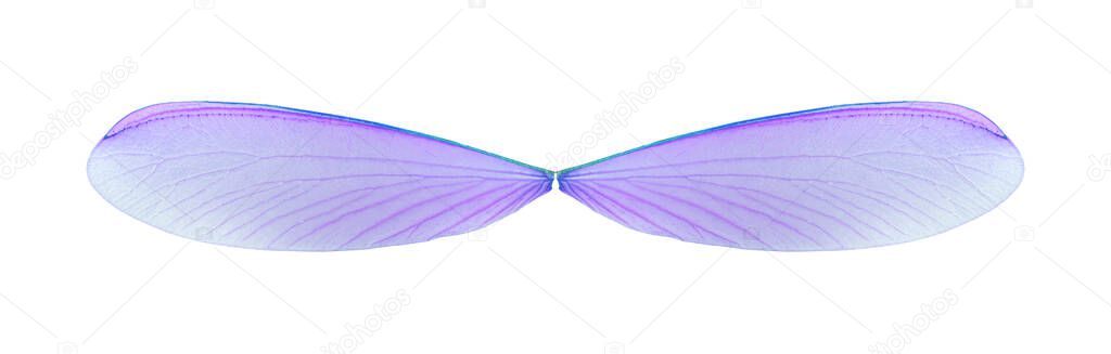 Pink angel wings isolated on white background