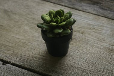 Tahta arka planda siyah tencerede yapay kaktüs..