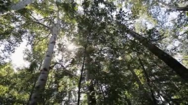 Bir huş ağacı koru ile hareket, steadicam vurdu. Güneşli bir günde, alt görünümü yeşil huş ağaçlarının kron. Güneş ışığı yeşil yaprakları gelir. Huş kron gökyüzü arka planı.